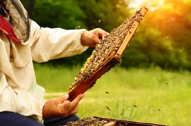 istockphoto 940206784 612x612